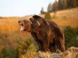 Özellikle ayılar çok meraklı ve zeki hayvanlardır. Bizler gibi çoğunlukla ormanda patika yolları kullanırlar. Yürüyüş esnasında yüksek sesle