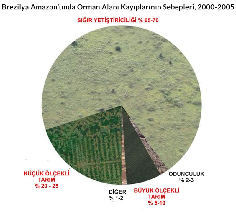 Brezilya Amazon’unda Orman Alanı Kayıplarının Sebepleri